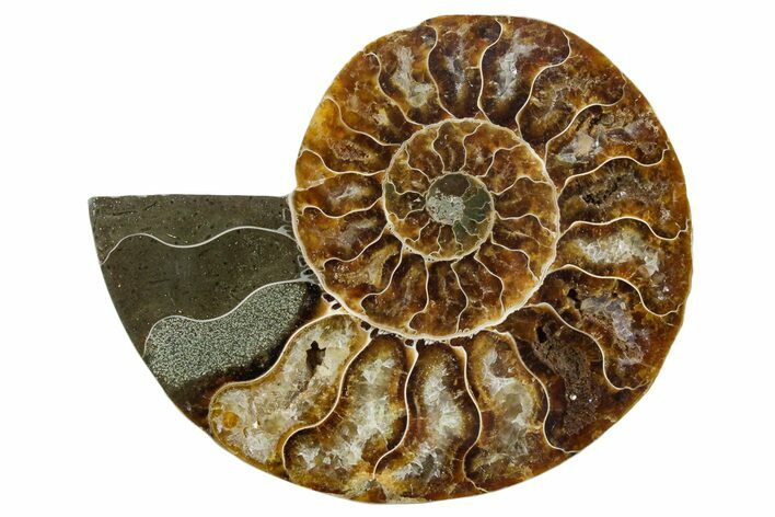 Cut & Polished Ammonite Fossil (Half) - Madagascar #354189